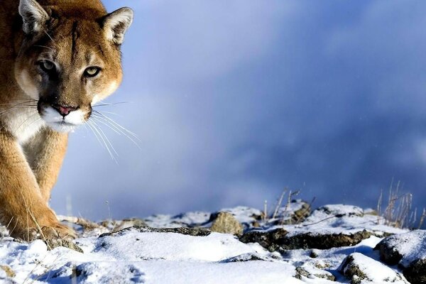 A beautiful animal walks in the snow