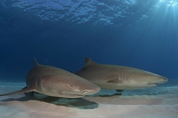 Two sharks on the ocean floor