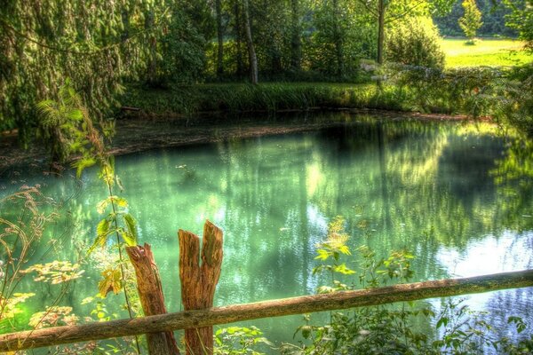 Ein Waldsee, umgeben von grünem Wald