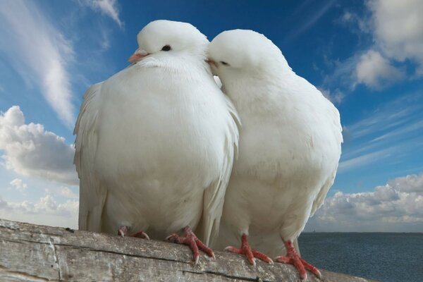 Himmlische Tiere und Vögel in der Natur