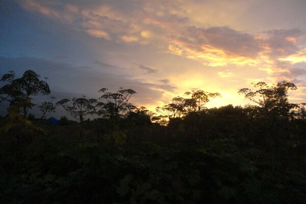 Beautiful sky against the background of trees