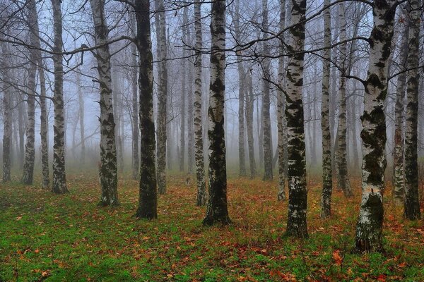 Hermoso bosque de abedul de otoño