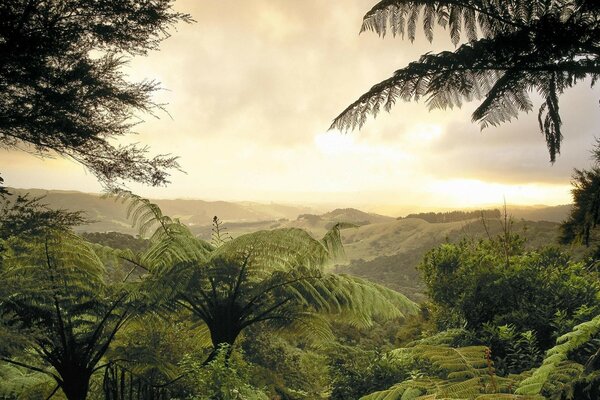 Hermoso paisaje con palmeras en el sol Poniente