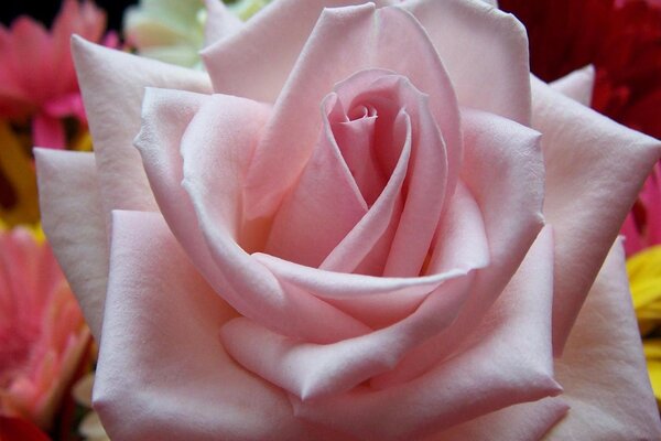 Grande rose romantique rose