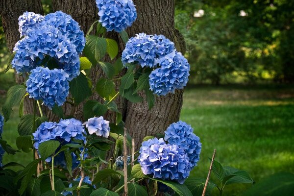 Sehr schöne Blumen auf dem Foto