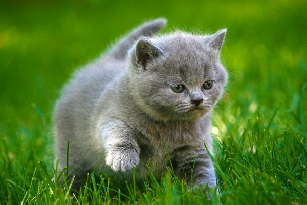 Cute fluffy grey kitten playing on the grass