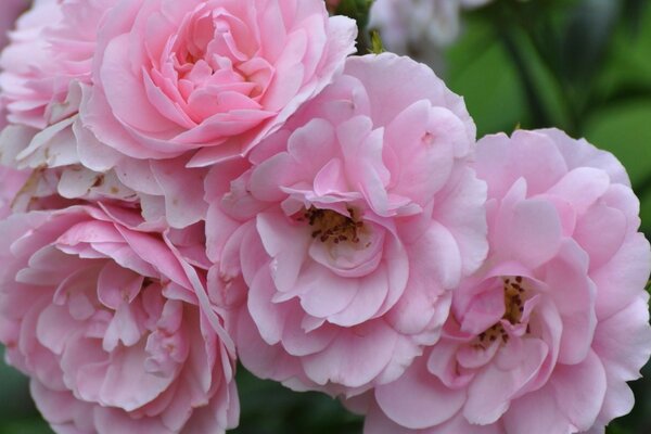 Fleurs roses avec des pétales délicats