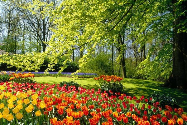 Tulipanes de verano en un día soleado