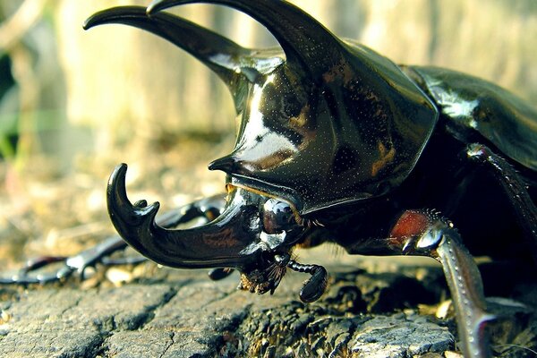 Pequeños insectos en el gran mundo