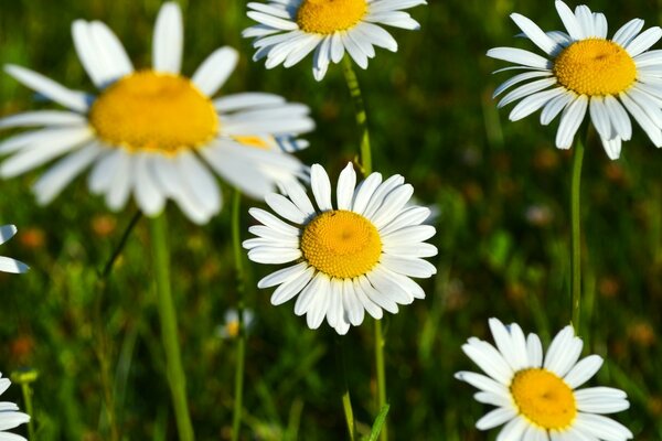 Marguerites dans le champ closeup