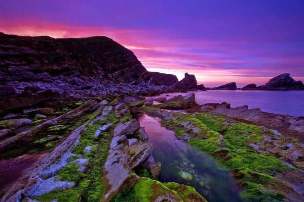 Green moss on the shore at sunset