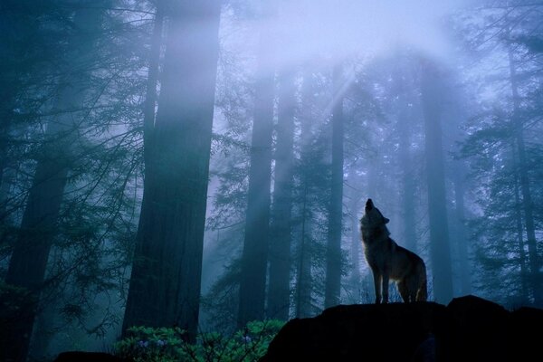 Ein einsamer Wolf heult auf einem Stein in der Mitte des Waldes im nebeligen Morgengrauen