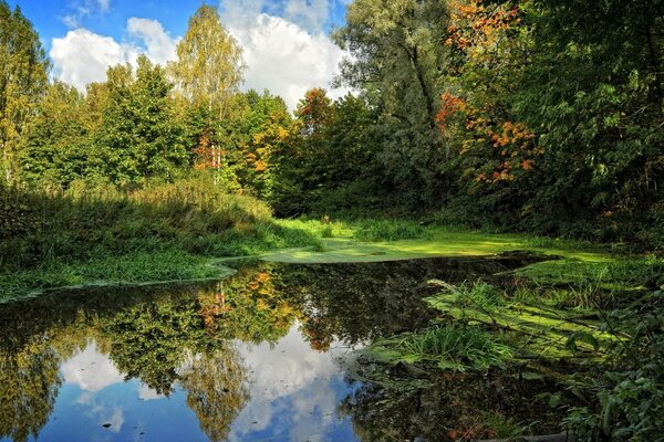 Detrás de un lago enfermo en el bosque iluminado por los rayos del sol