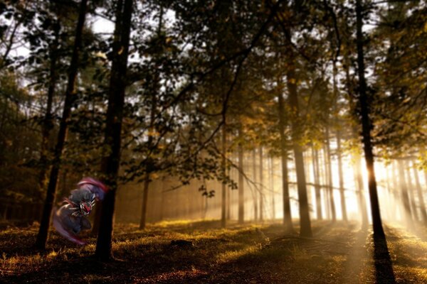 Beautiful forest landscape at dawn