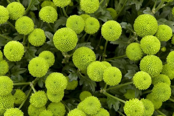 An unusual green flower