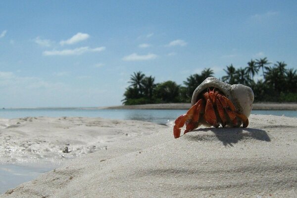 Crab on the sand against the background of palm trees