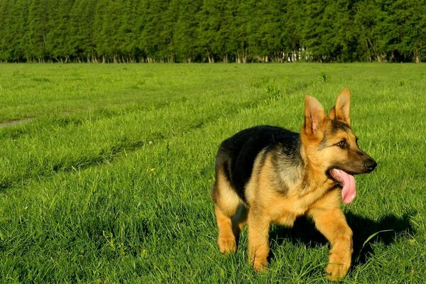 Hunde, Säugetiertiere auf dem Rasen