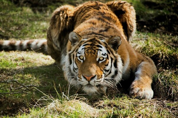 An adult tiger is preparing to jump