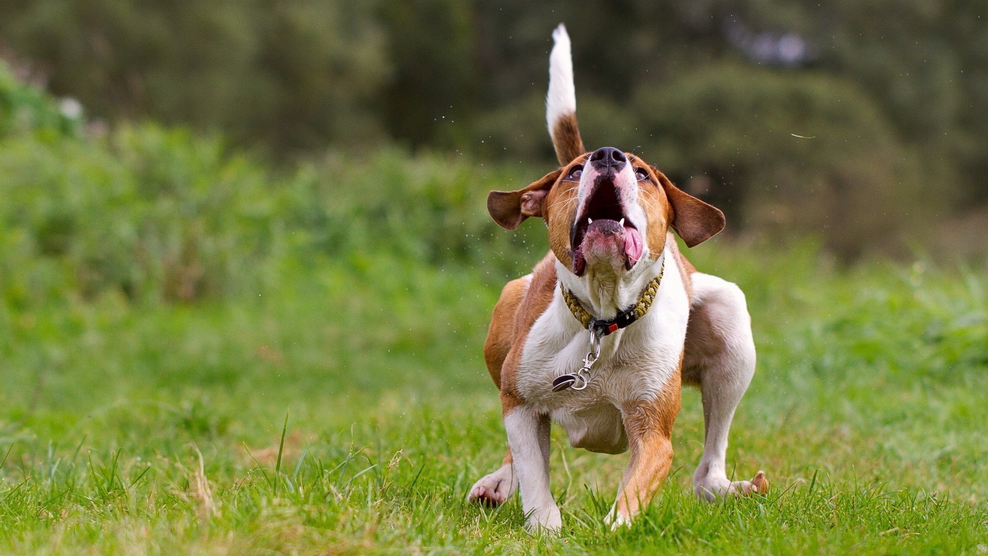 cani erba animale mammifero cane canino animale domestico carino cucciolo natura campo piccolo fieno segugio