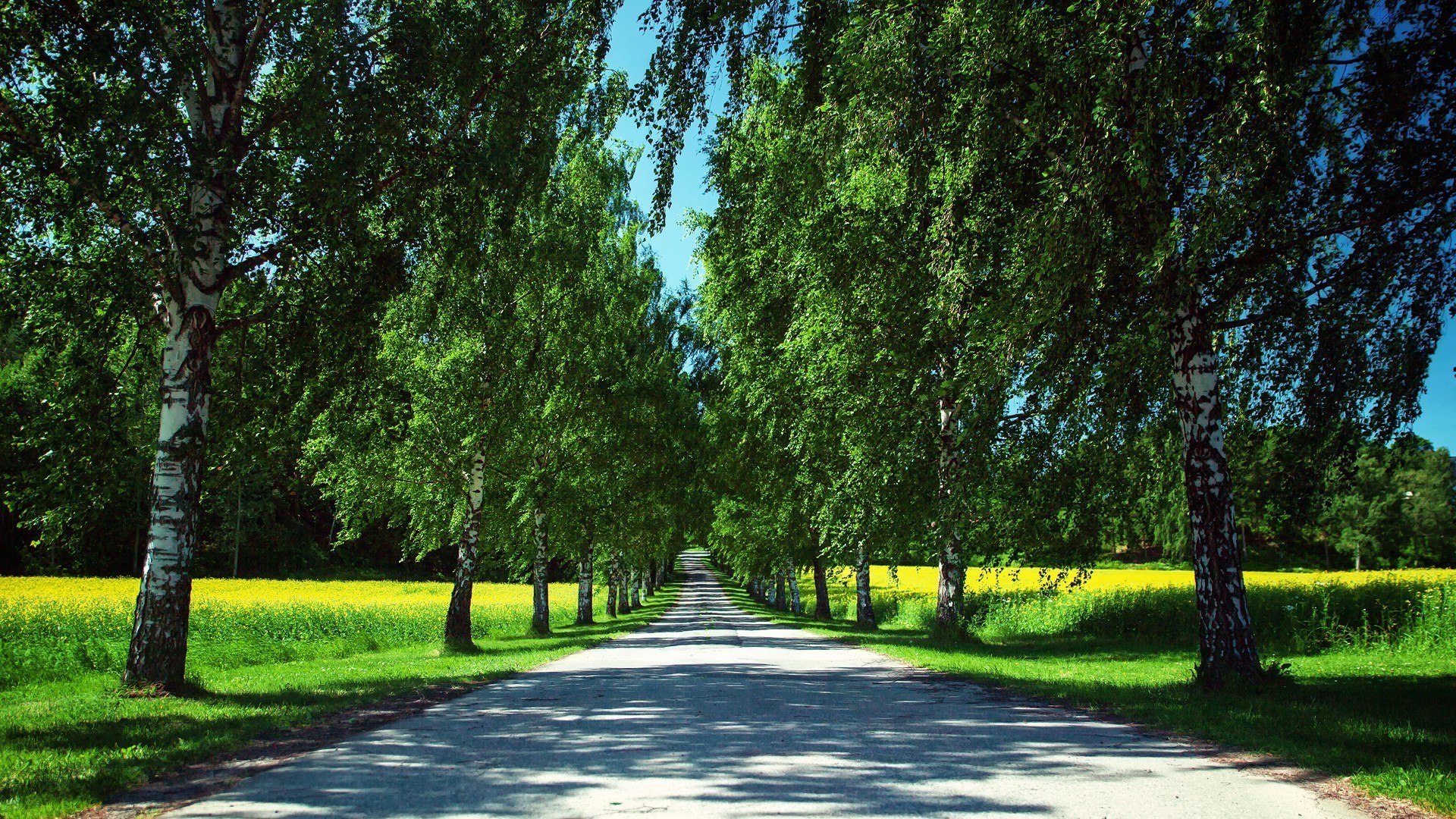 carretera árbol paisaje guía naturaleza hoja parque rural hierba madera medio ambiente verano buen tiempo callejón callejón al aire libre brillante temporada país