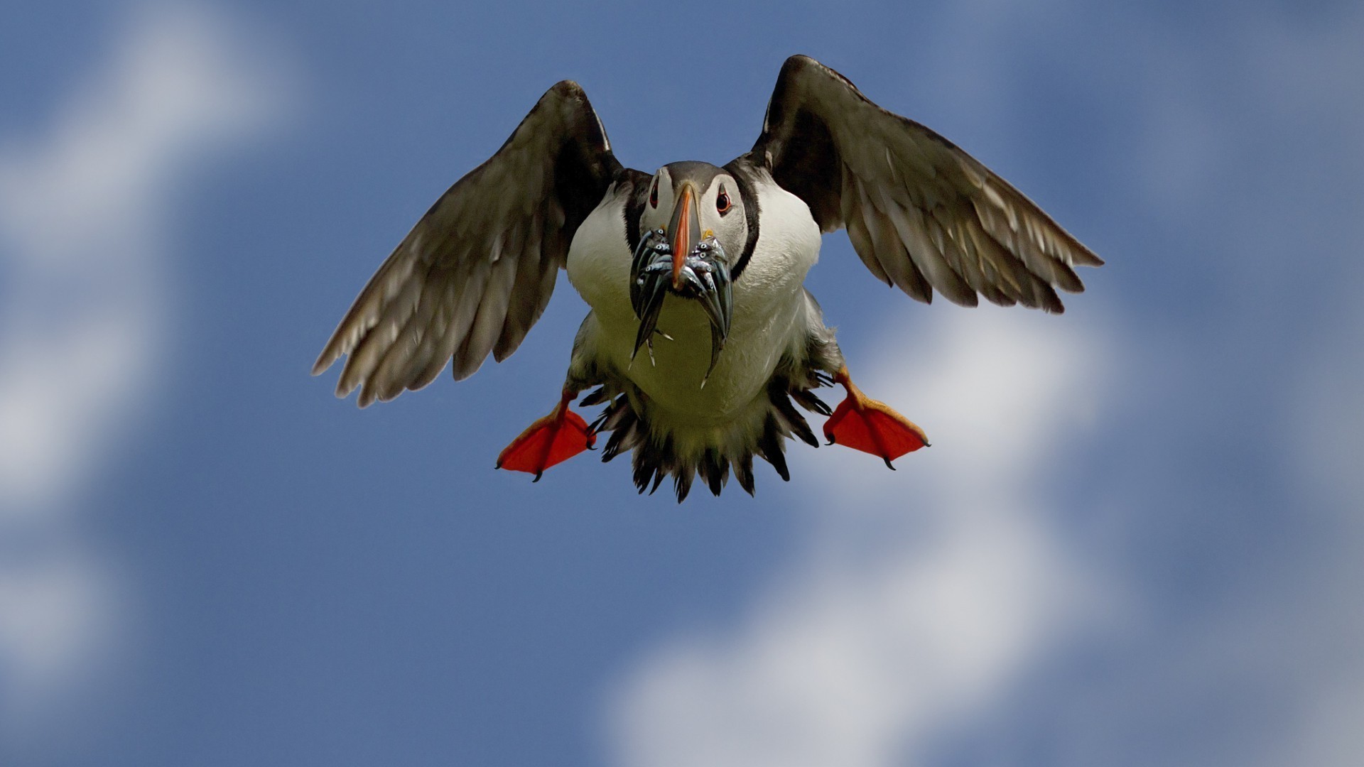 animali uccello volo fauna selvatica animale volare natura ala cielo all aperto piuma avian becco uccelli singolo luce del giorno