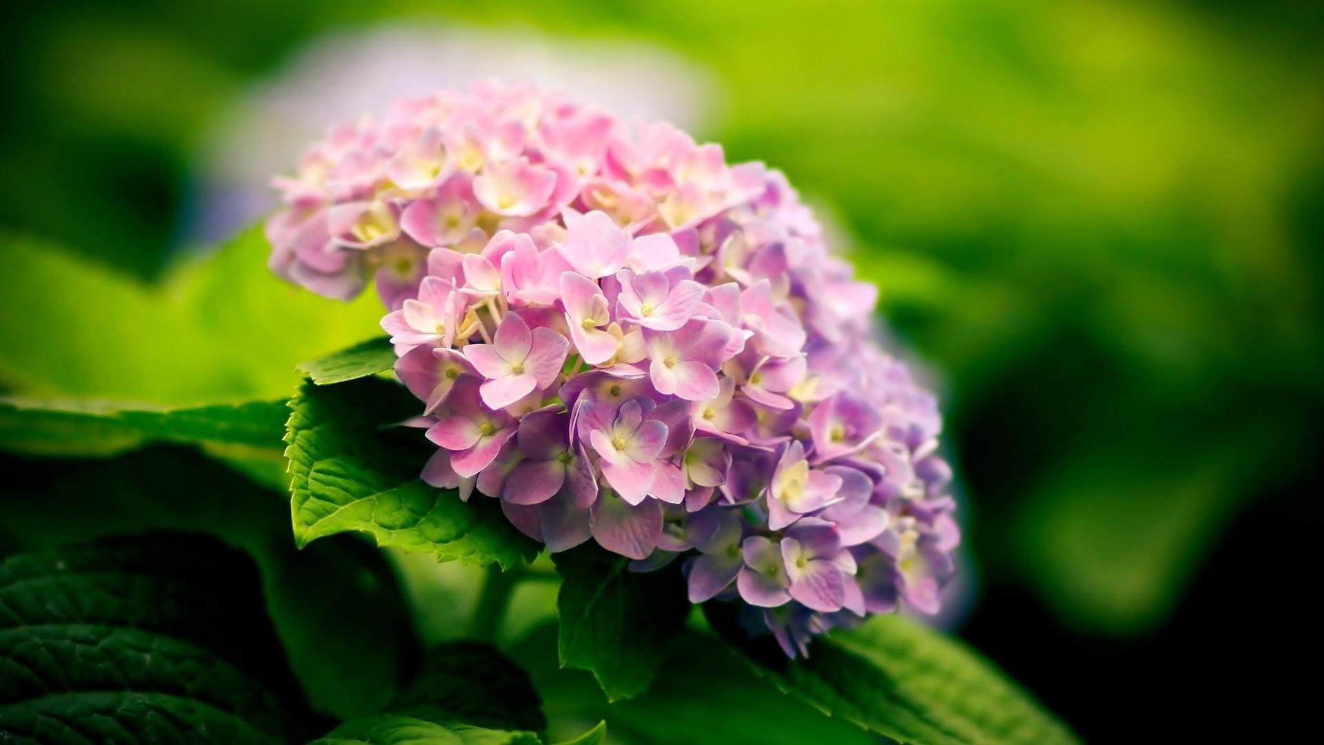 flores naturaleza hoja flora flor jardín verano pétalo primer plano floral bluming hermoso color al aire libre parque brillante crecimiento botánico temporada medio ambiente