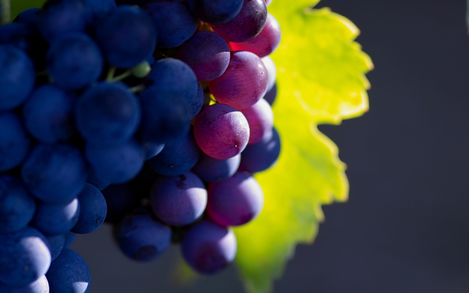 baies raisin fruits vigne nature vignoble cluster juteux cave été pamplemousse viticulture feuille pile vins nourriture pâturage flore