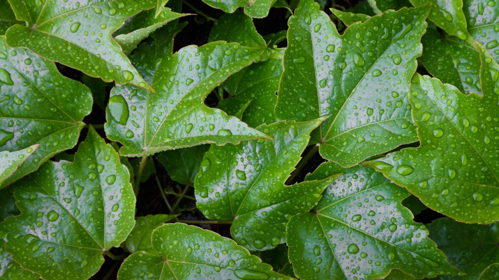 texture leaf flora nature growth environment rain close-up garden summer food ecology