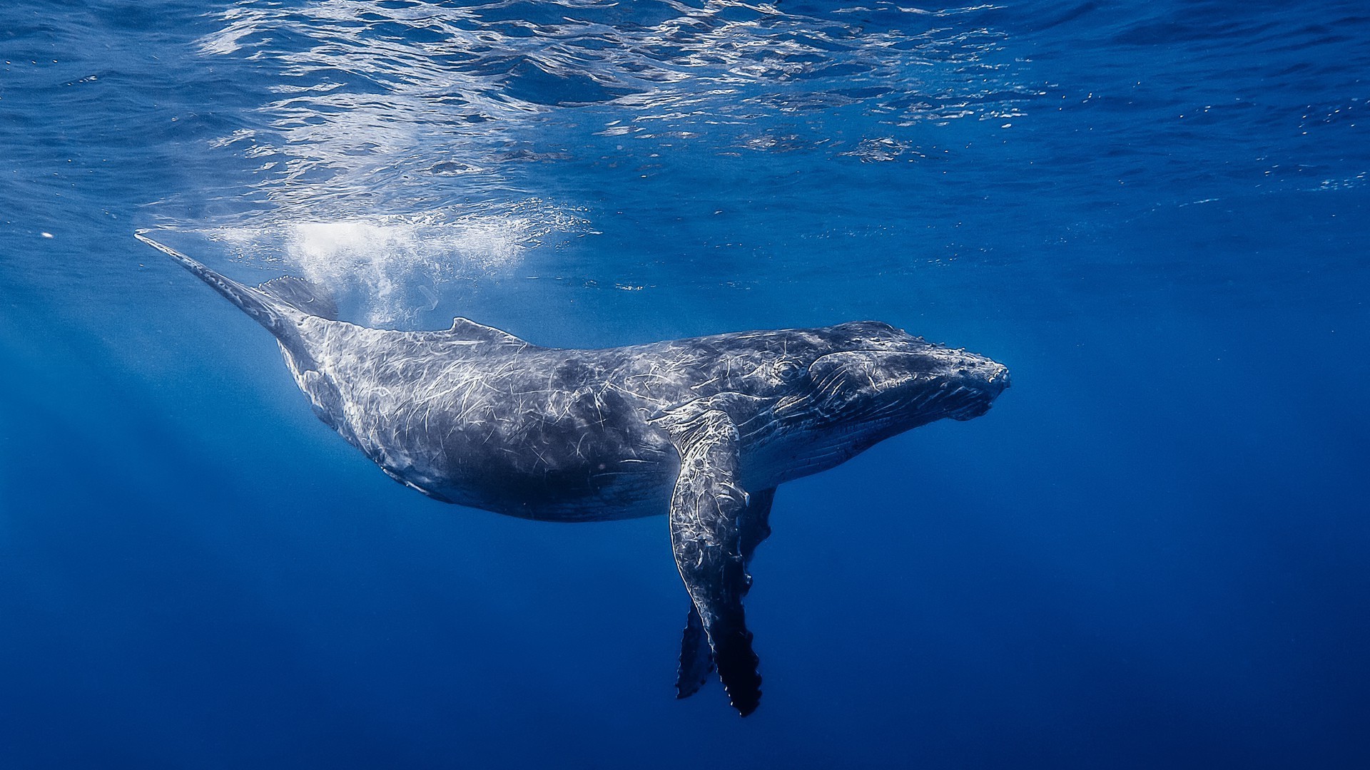 animali soffiatori acqua subacquea balena oceano nuoto natura mare delfino fauna selvatica all aperto