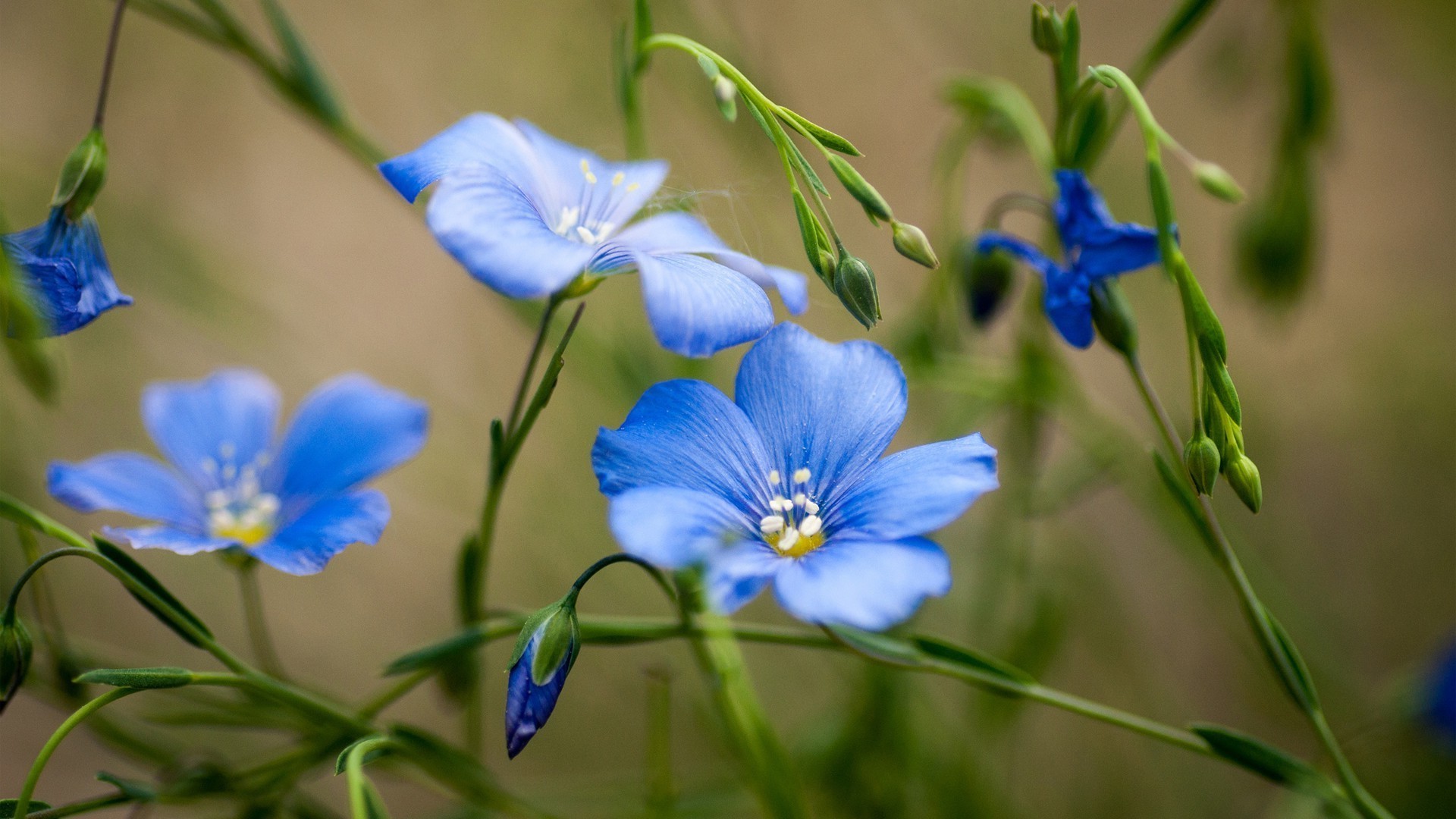 kwiaty natura kwiat flora liść lato ogród dziki kolor odkryty bluming kwiatowy jasny wzrost płatek trawa wildflower