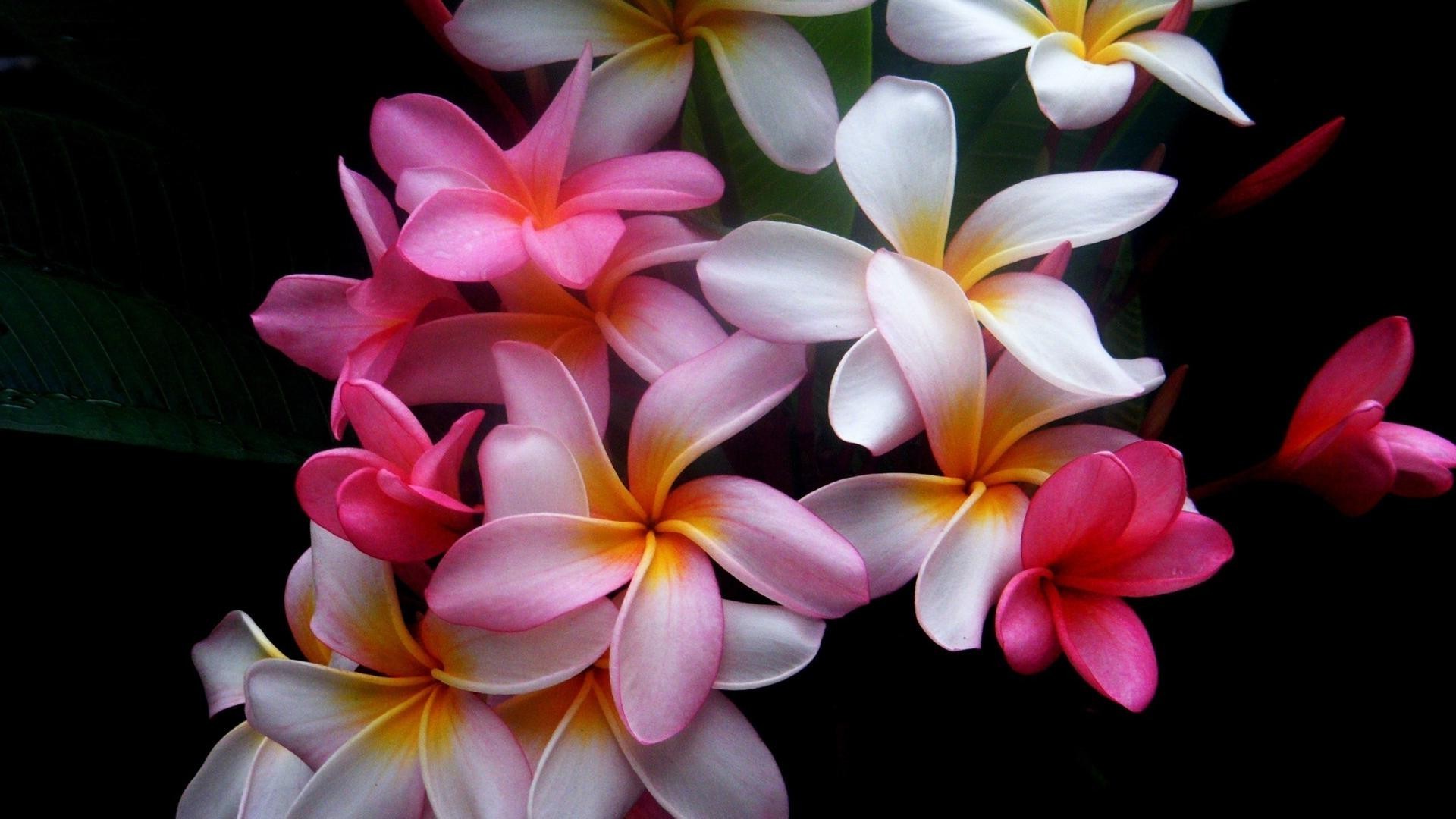 flowers flower frangipani plumeria tropical nature petal flora floral summer garden blooming beautiful leaf exotic aloha bright