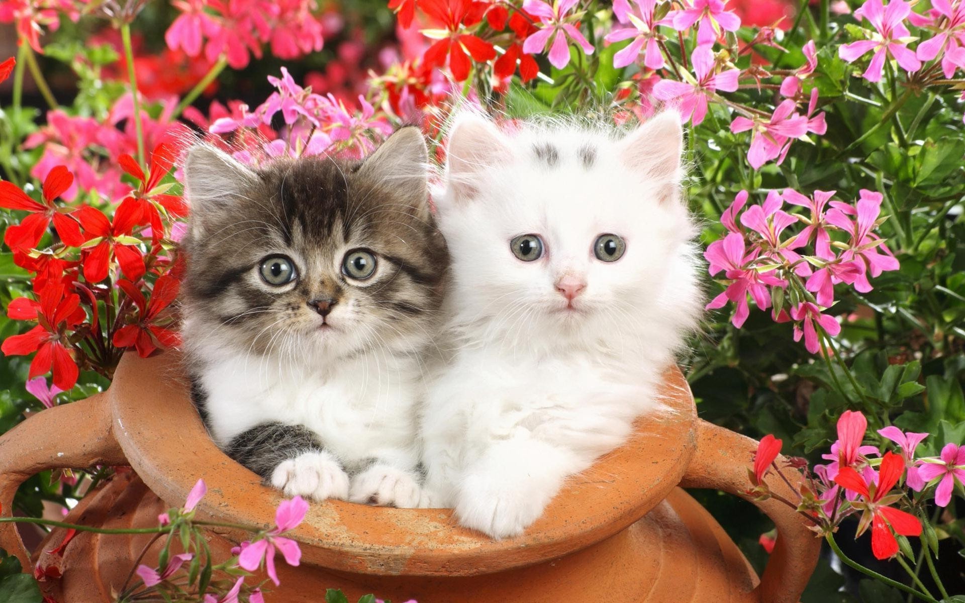 chats nature fleur mignon petit beau