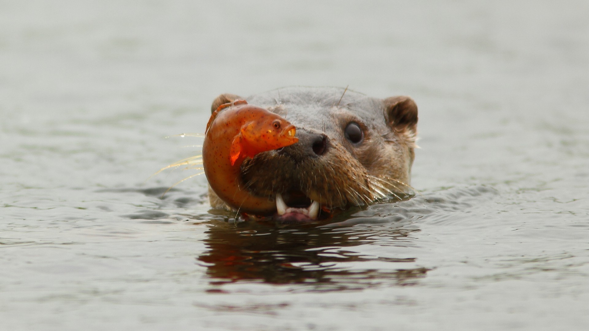 animales agua mamífero vida silvestre animal naturaleza mojado