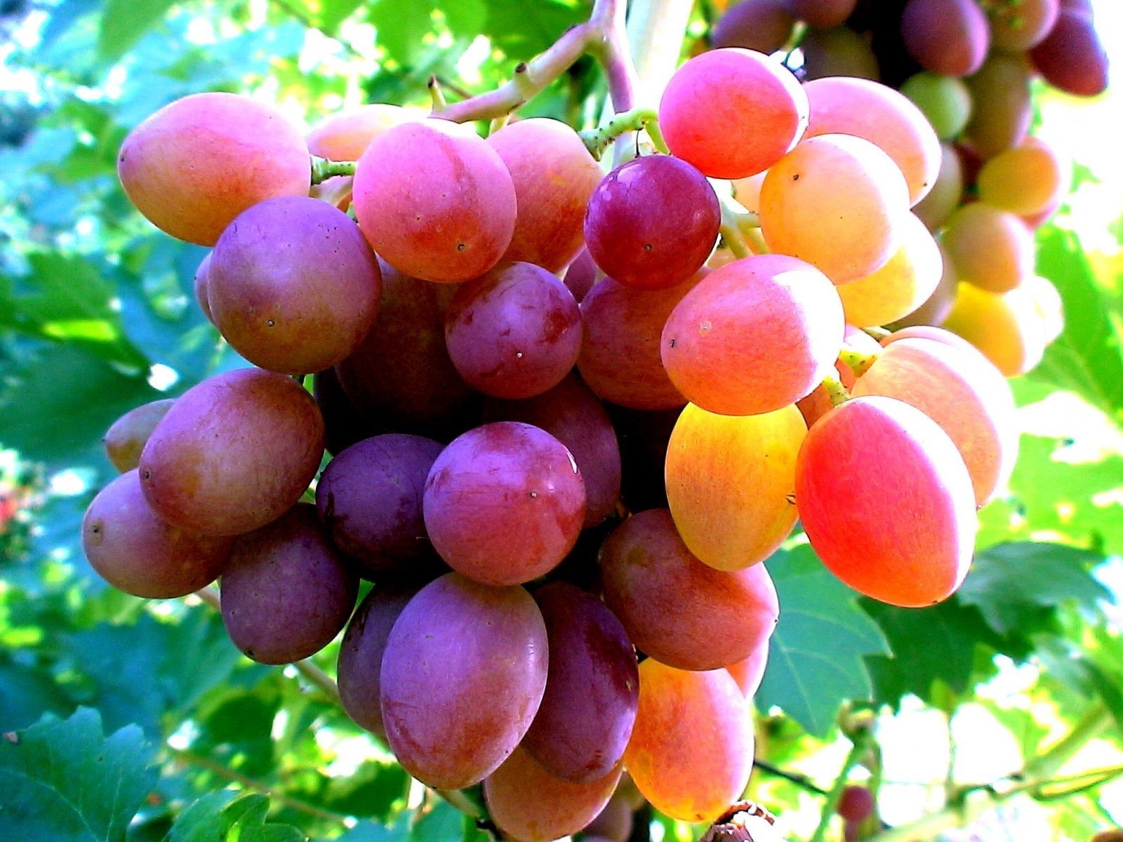 beeren obst saftig weide essen natur blatt haufen süßwaren wachsen landwirtschaft cluster rebe ernte gesundheit herbst essen garten sommer beere