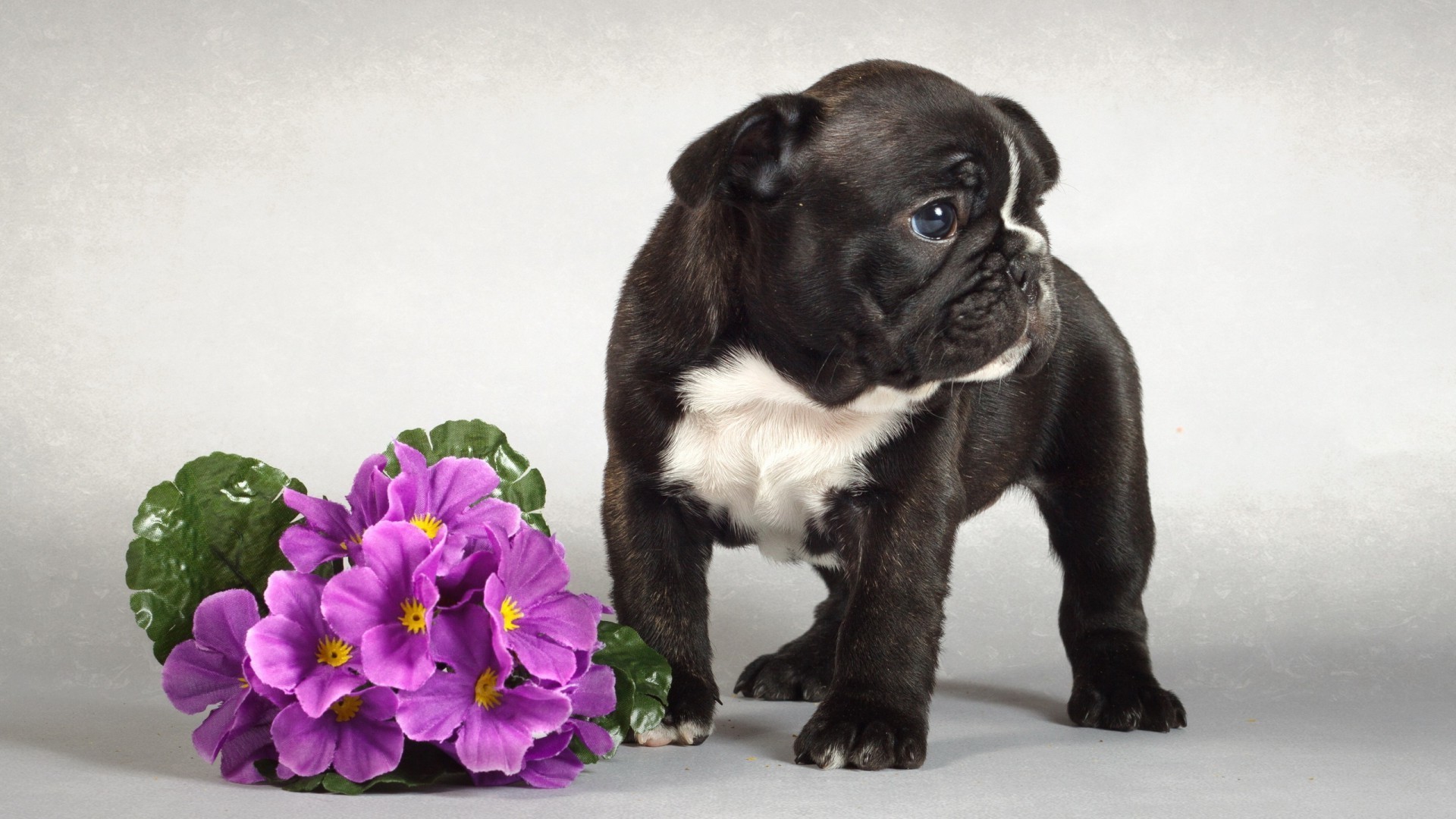 dogs mammal dog portrait one canine cute