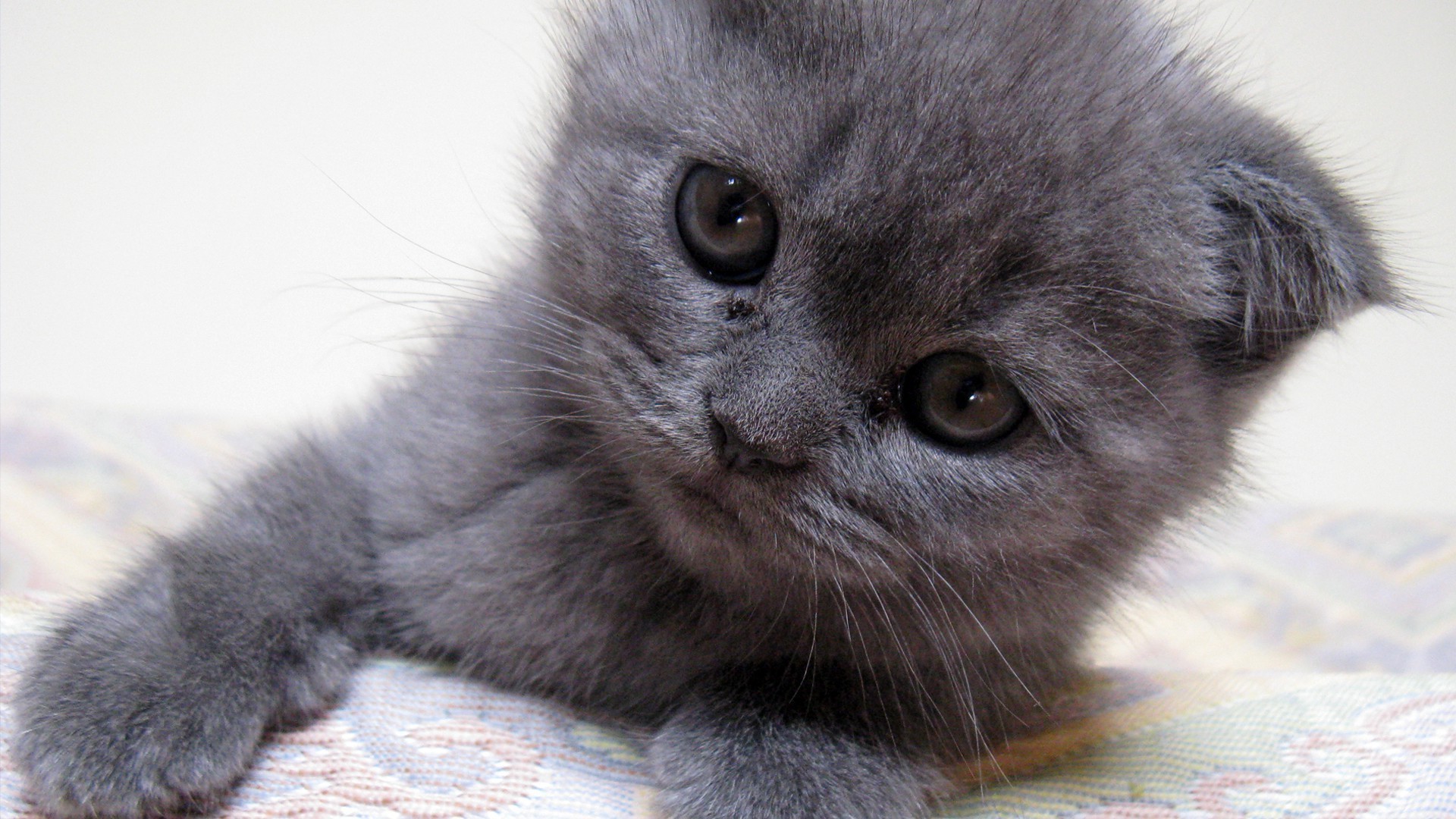 gatos gato mamífero fofa cinza animal de estimação animal de estimação gatinho pele pequeno doméstico para baixo retrato bebê olho jovem visualizando adorável cabelo solteiro fofo