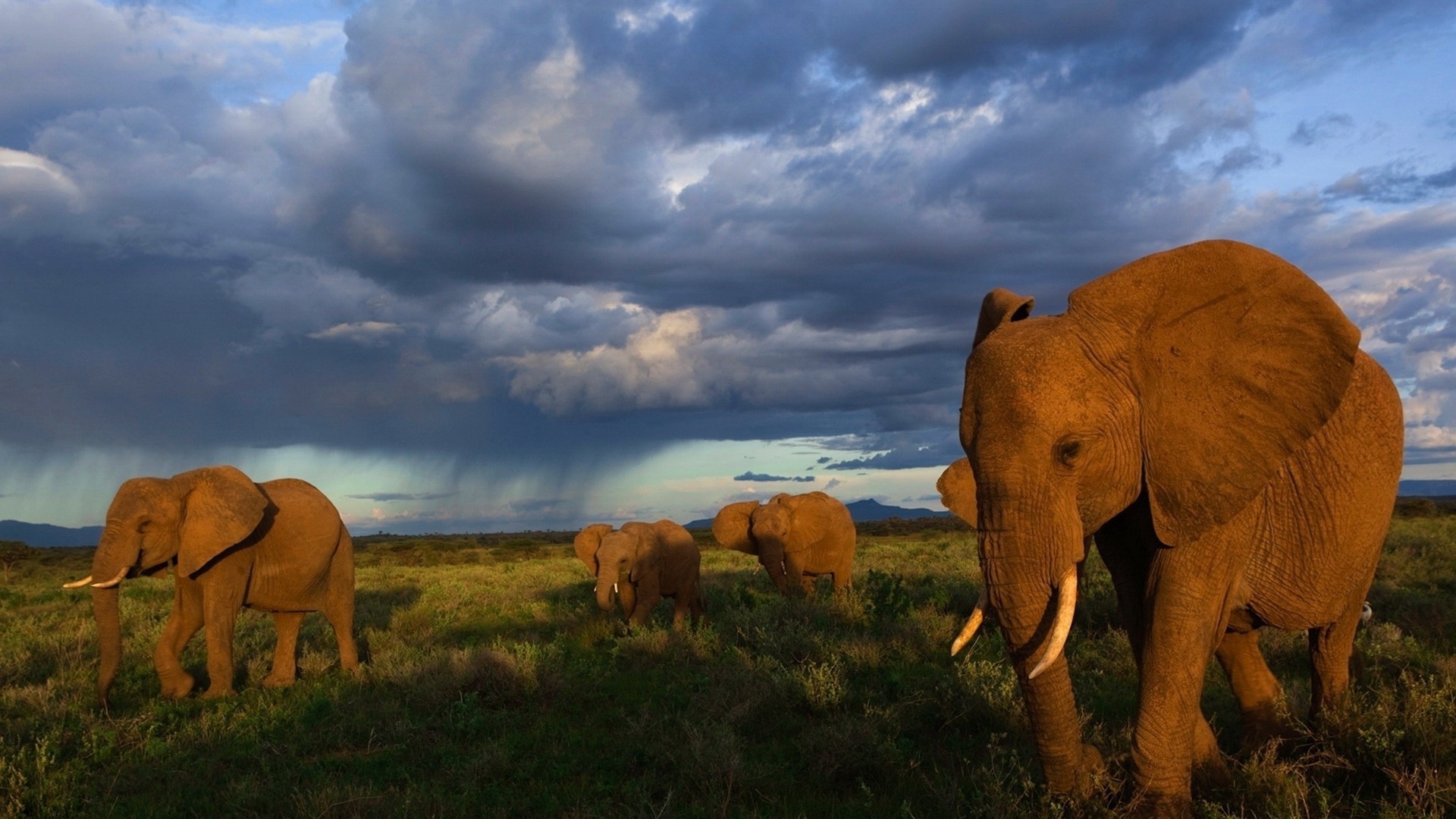 elephants mammal elephant grass wildlife outdoors grassland sunset animal cattle landscape cow travel african elephant