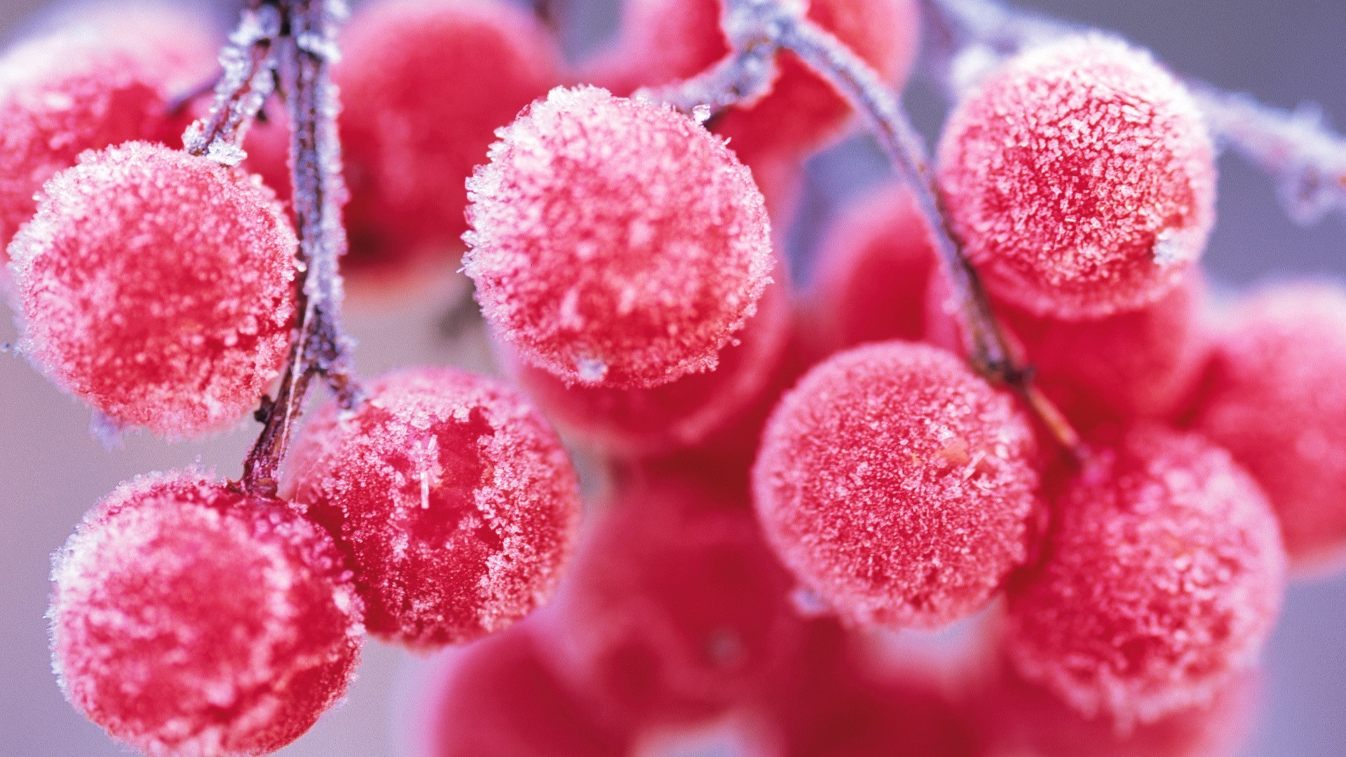 beeren natur obst gebäck lebensmittel sommer süß beere farbe hell schließen garten frische winter blatt saison saftig flora isoliert