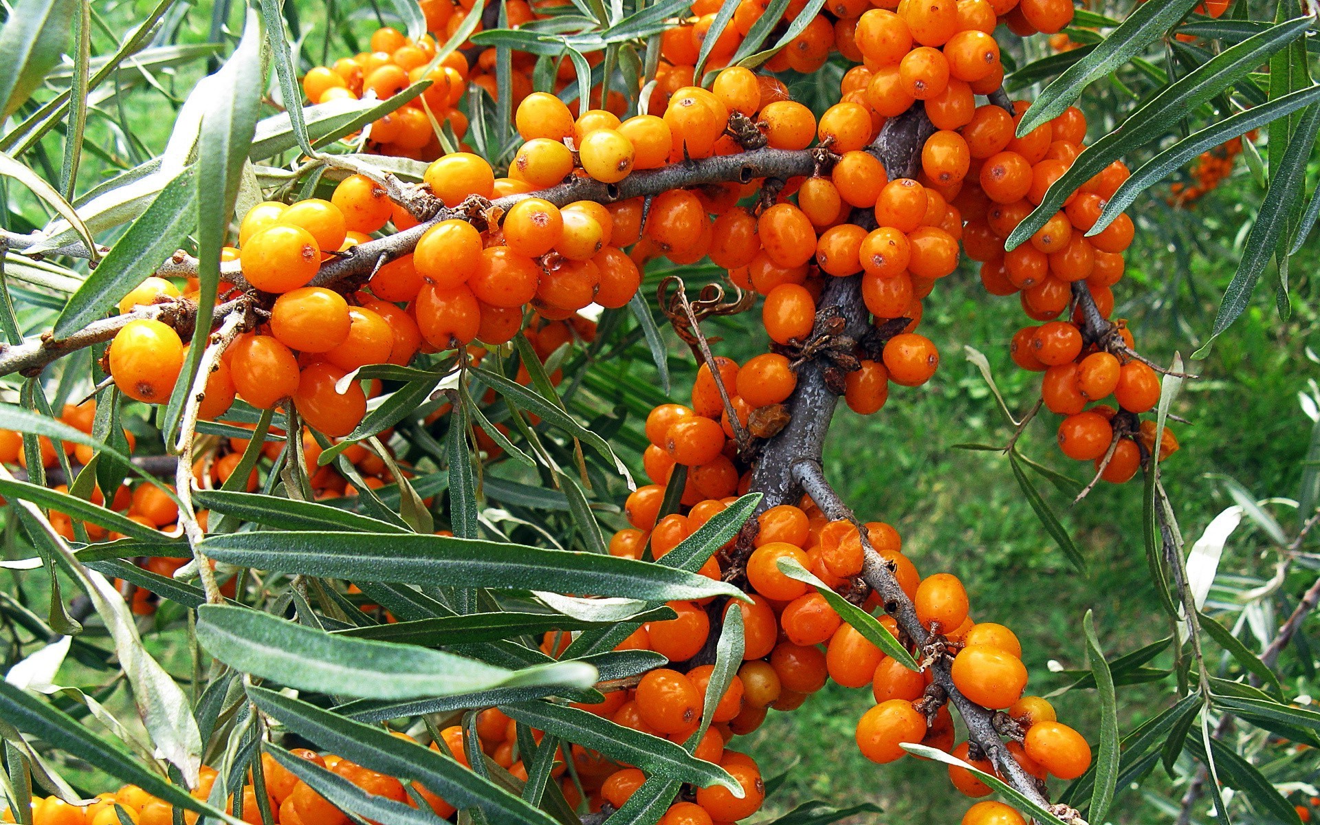 nourriture et boissons fruits nourriture feuille nature pâturage grandir agriculture légume jardin récolte en bonne santé flore baie arbre branche pile cluster santé ferme