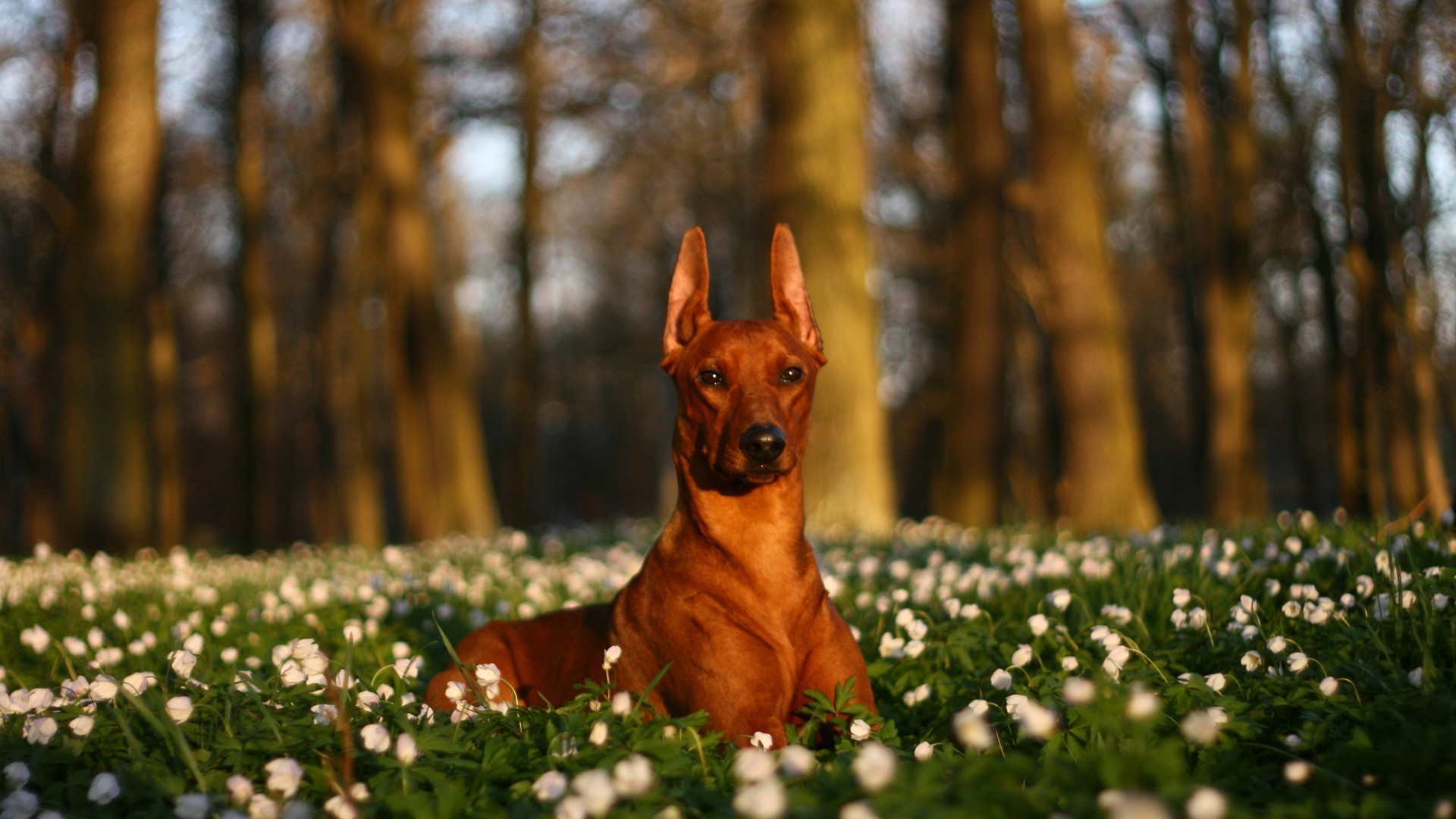 dogs nature outdoors dog grass flower portrait park wood hayfield mammal