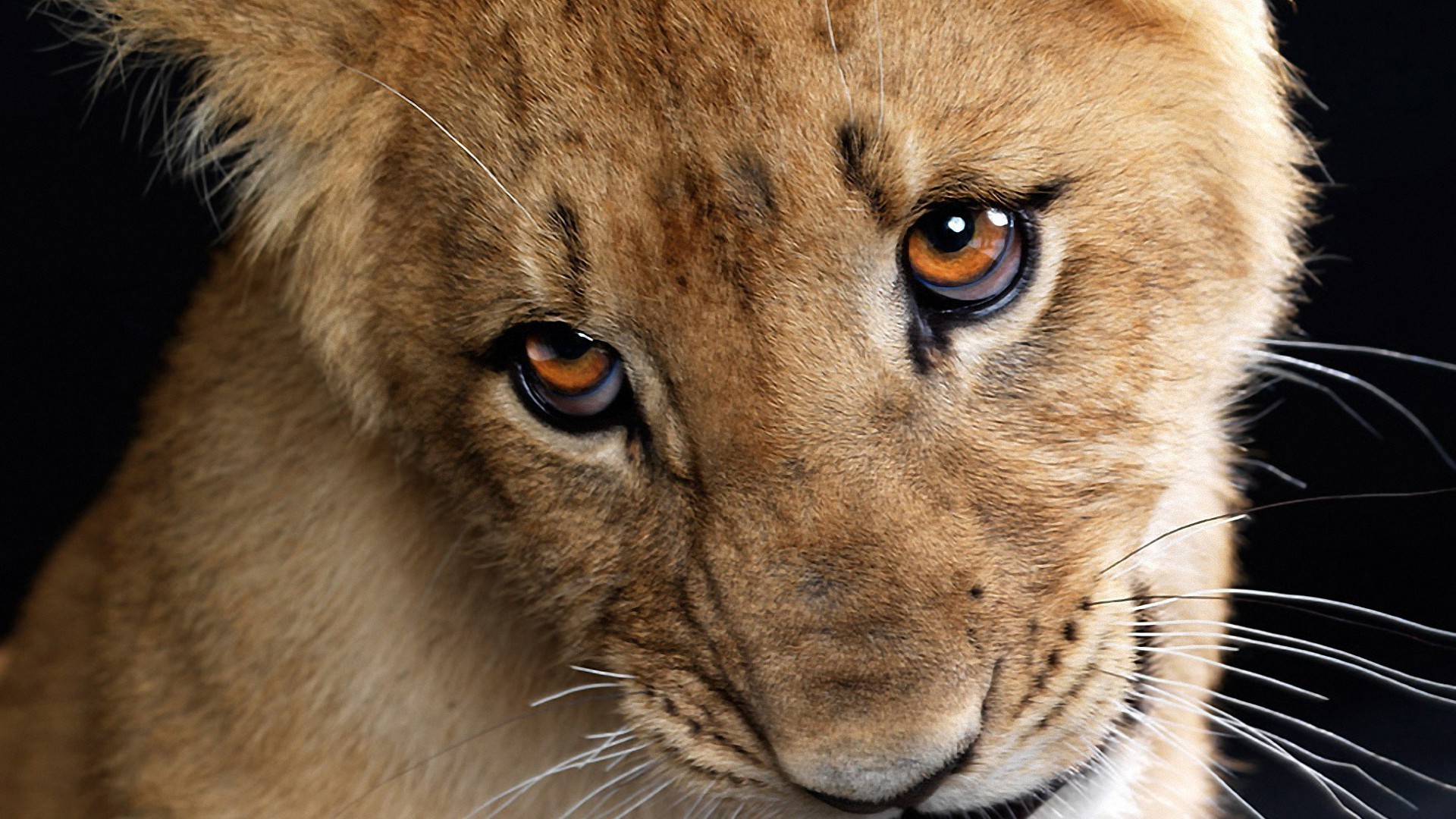 leões gato mamífero animal leão vida selvagem predador pele retrato jardim zoológico olho comedor de carne safari caçador grande selvagem fofa bigode