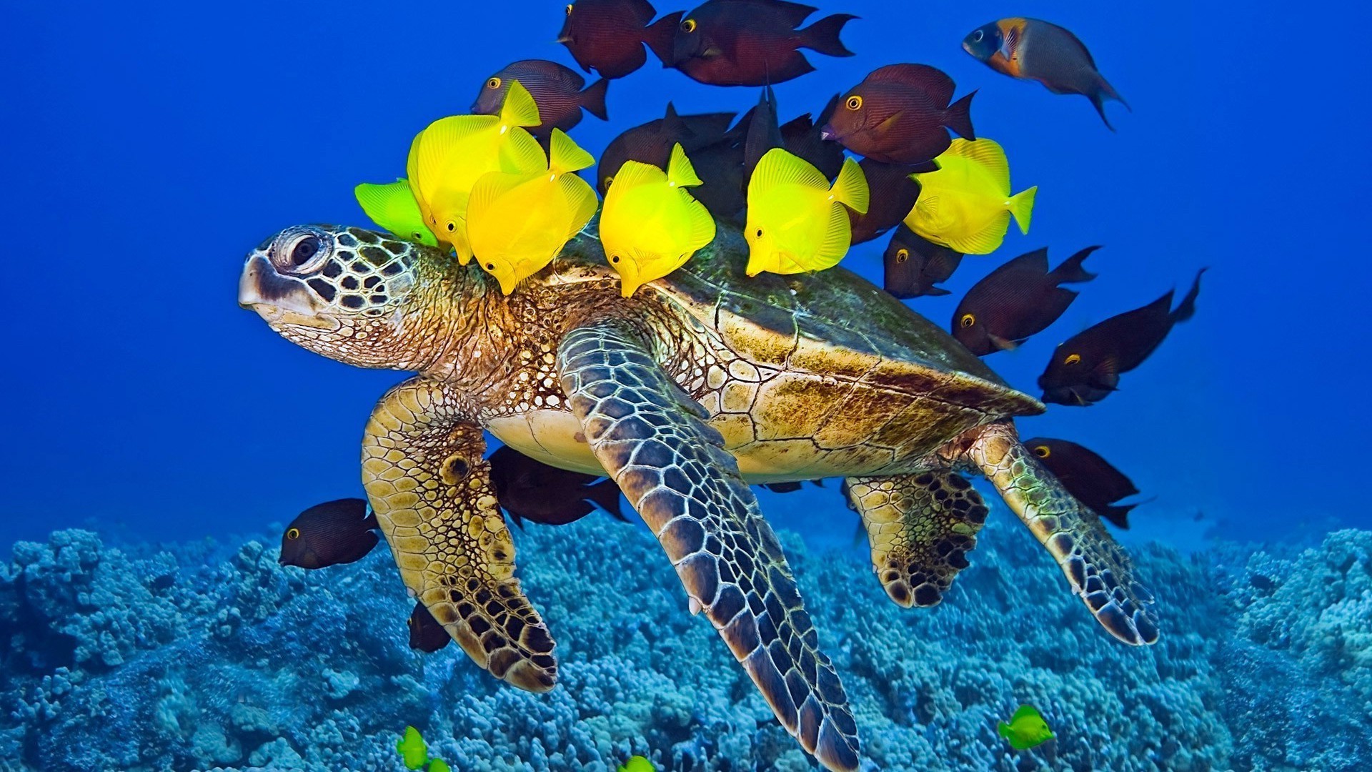 Turtle With Fish On The Ocean Floor Android Wallpapers
