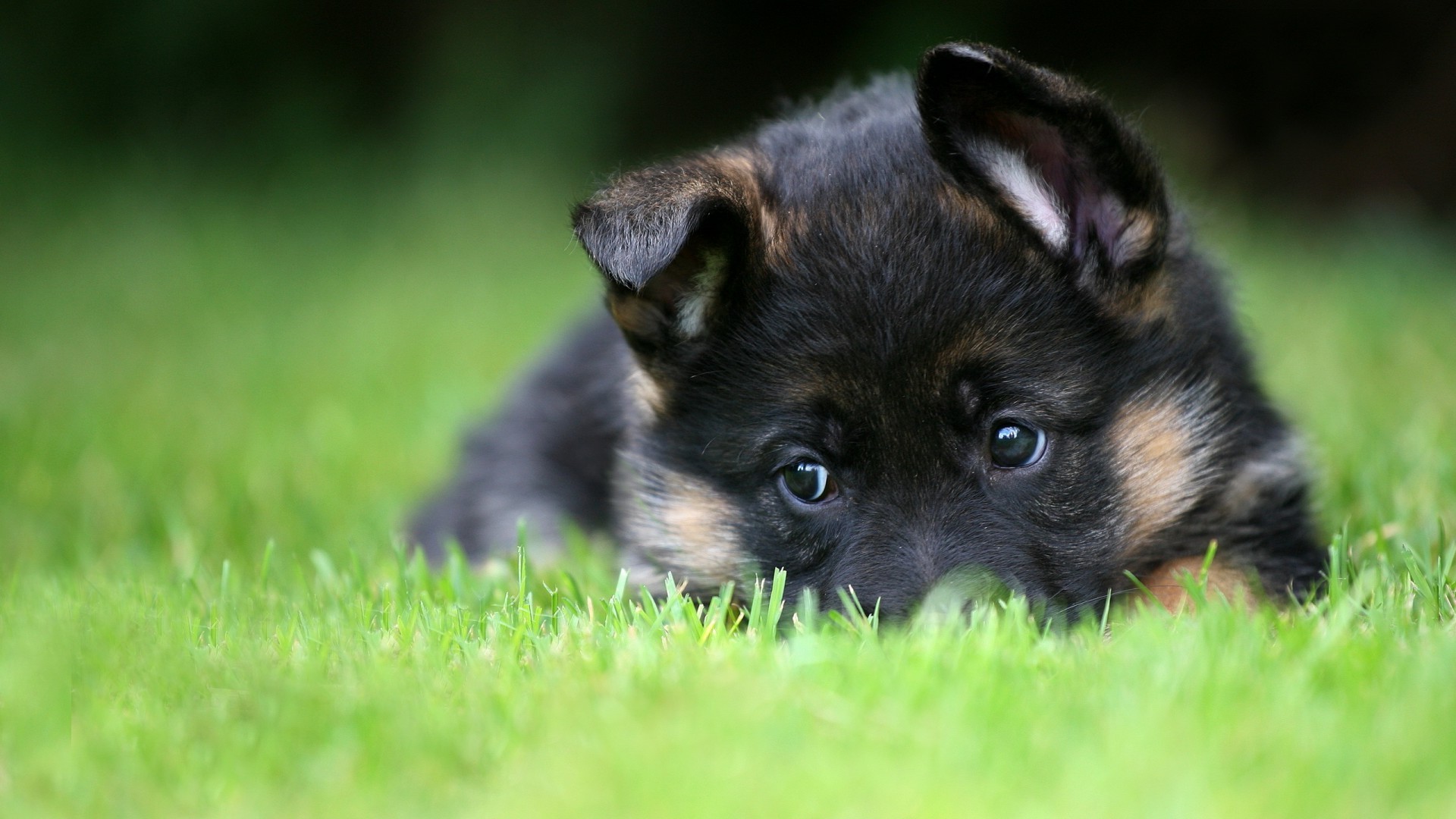 hund hund hundespezialist säugetier niedlich gras haustier tier welpe wenig porträt fell ansicht inländische auge junge heuhaufen