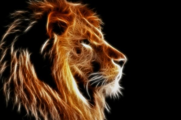 Contrasting portrait of a Lion. The King of Beasts