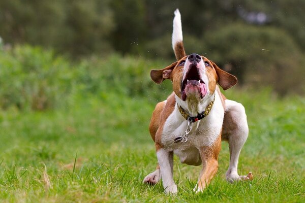 Cane divertente che corre per terra