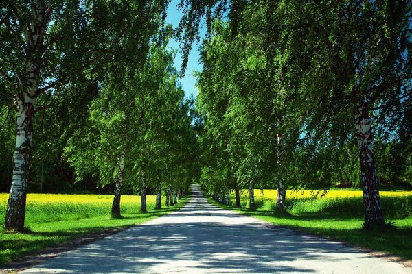 A road in a park with beautiful trees