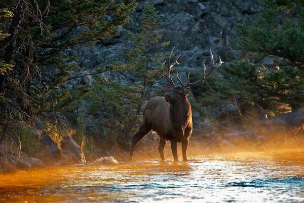 Le cerf est venu à la rivière pour boire de l eau