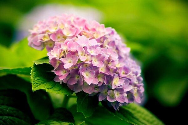 Flora de la naturaleza hoja con flor