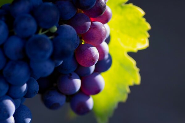 Racimos de uvas en el sol