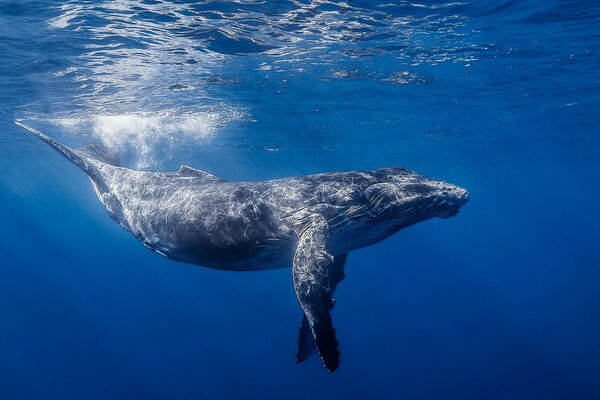 Animales acuáticos, ballena submarina